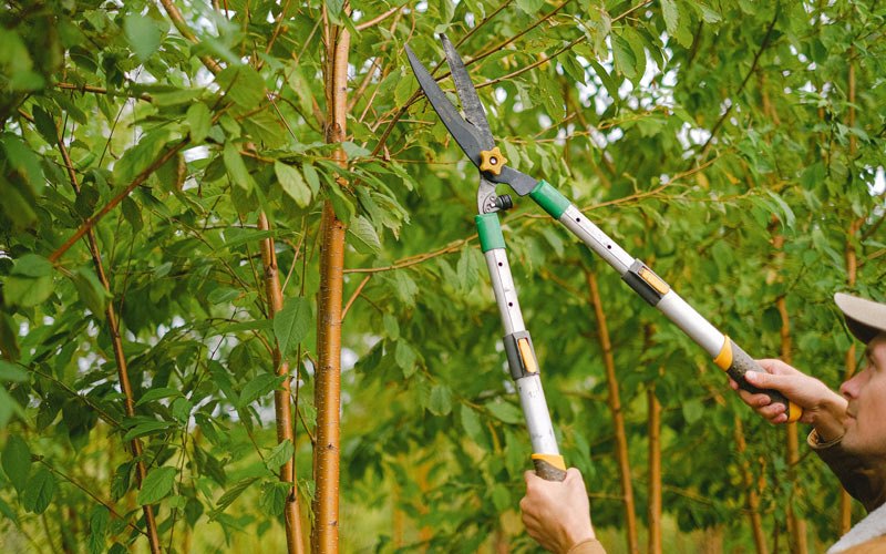 Tree trimming in Chowchilla, CA